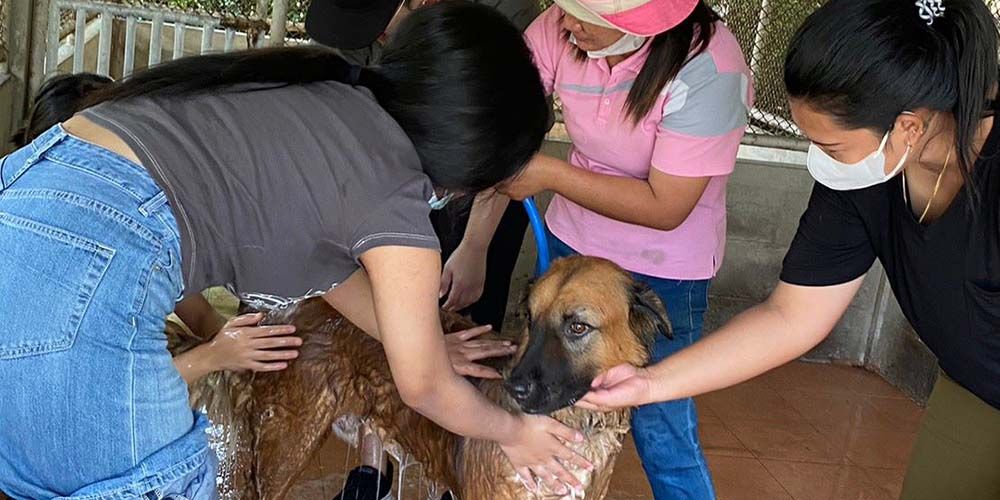 Animal Lovers Club’s Paw Patrol Season 2