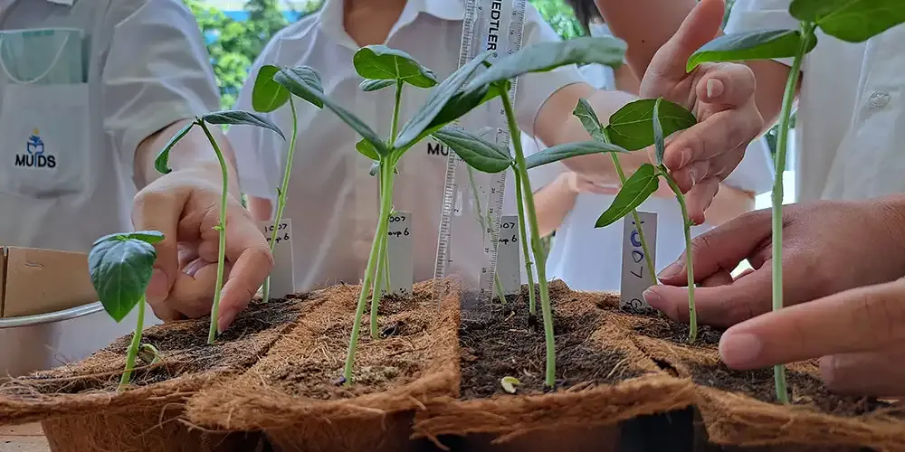 Biophilia Plant Kits for MUIDS Students