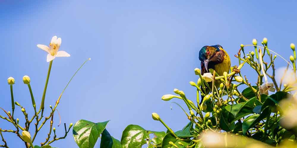 Discovering Wildlife in Mahidol Campus