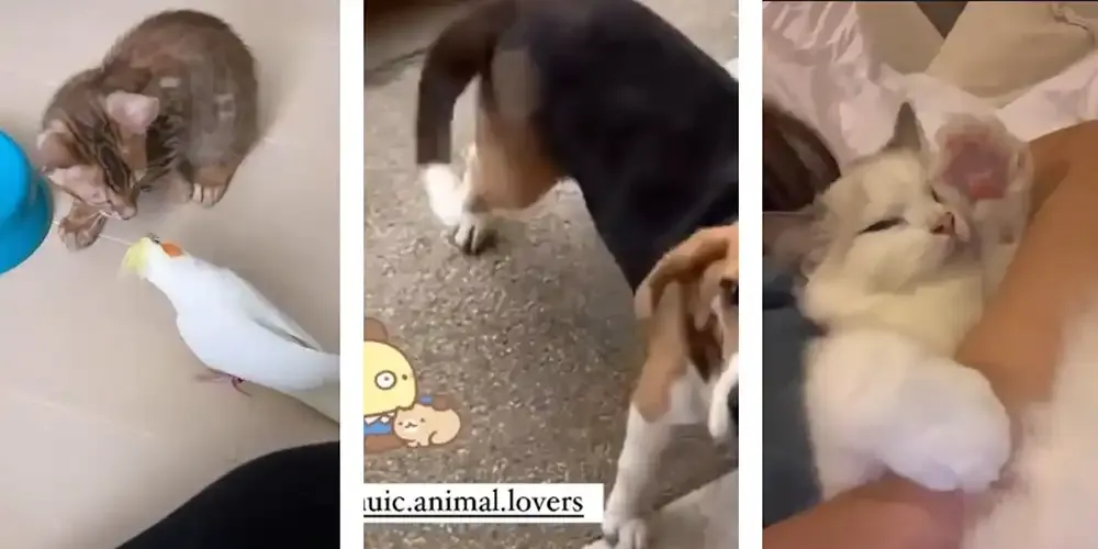 Animal Lovers Club’s “The Star is Born”