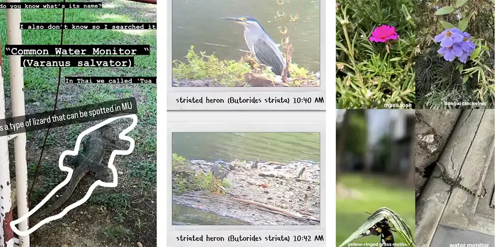 Hunting for Compost Critters in MUIC Campus