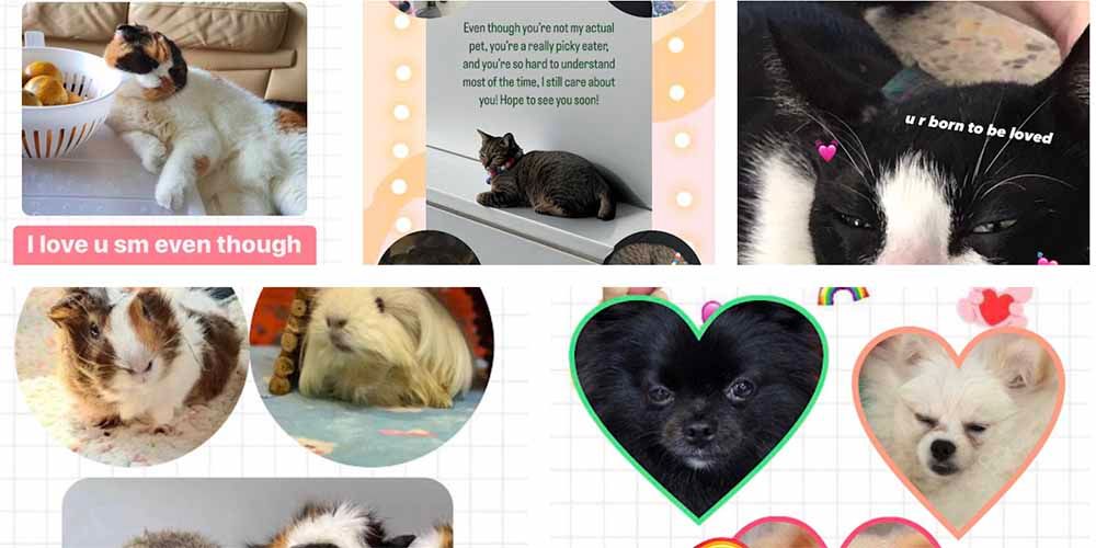 Animal Lovers Club’s “I Valentine You”